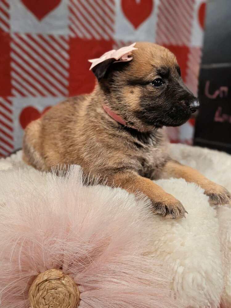 Stormy Skye Litter Yuki thumbnail 3