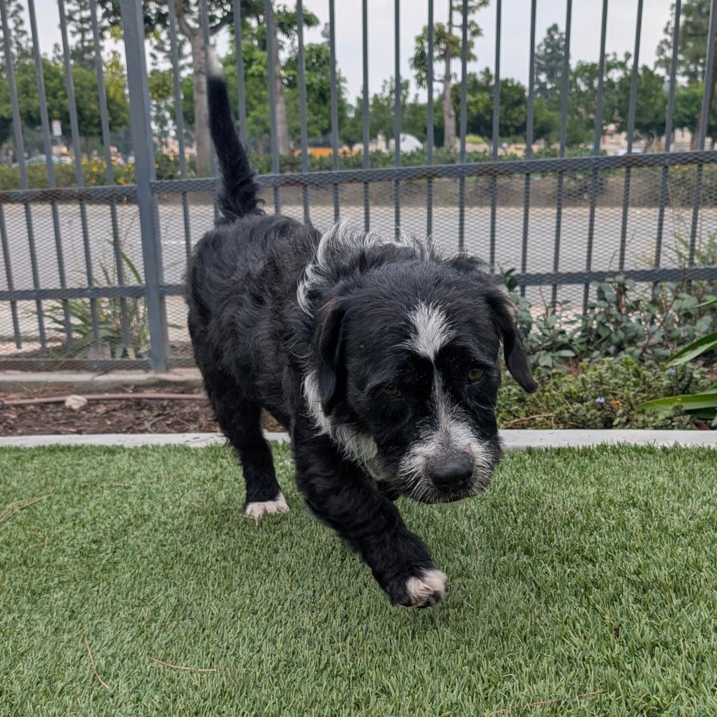 Pepper  City Of thumbnail 4