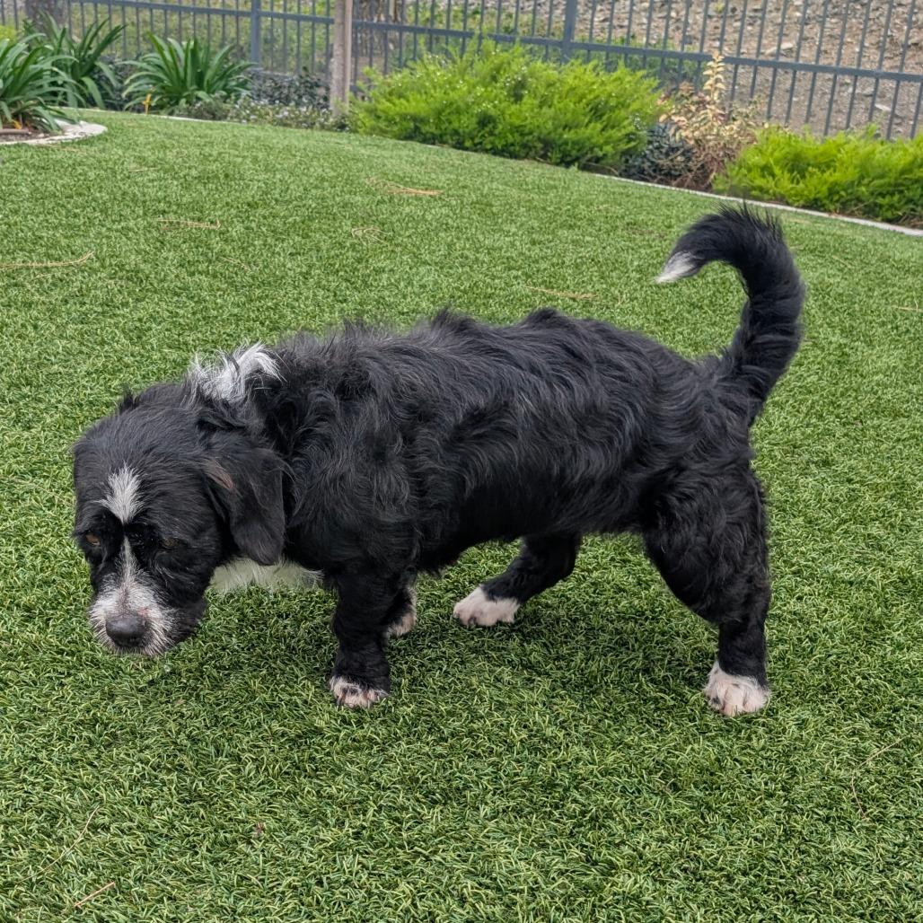 Pepper  City Of thumbnail 6