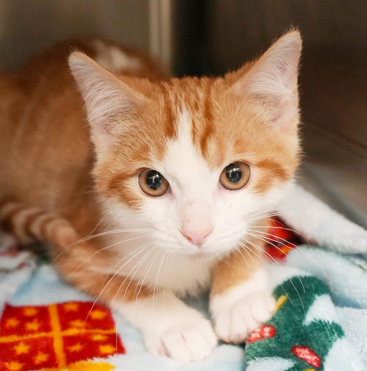 George George George! 