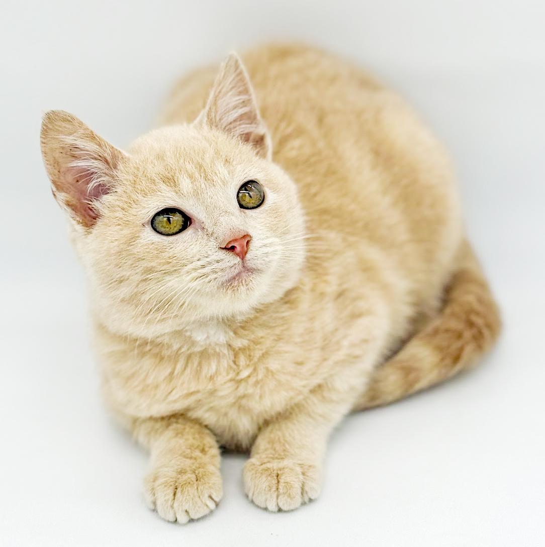 Pipsqueak Is The Most thumbnail 2