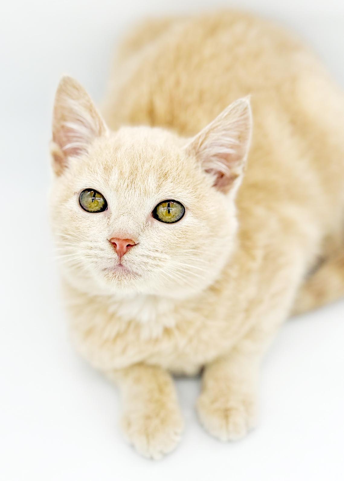 Pipsqueak Is The Most thumbnail 3