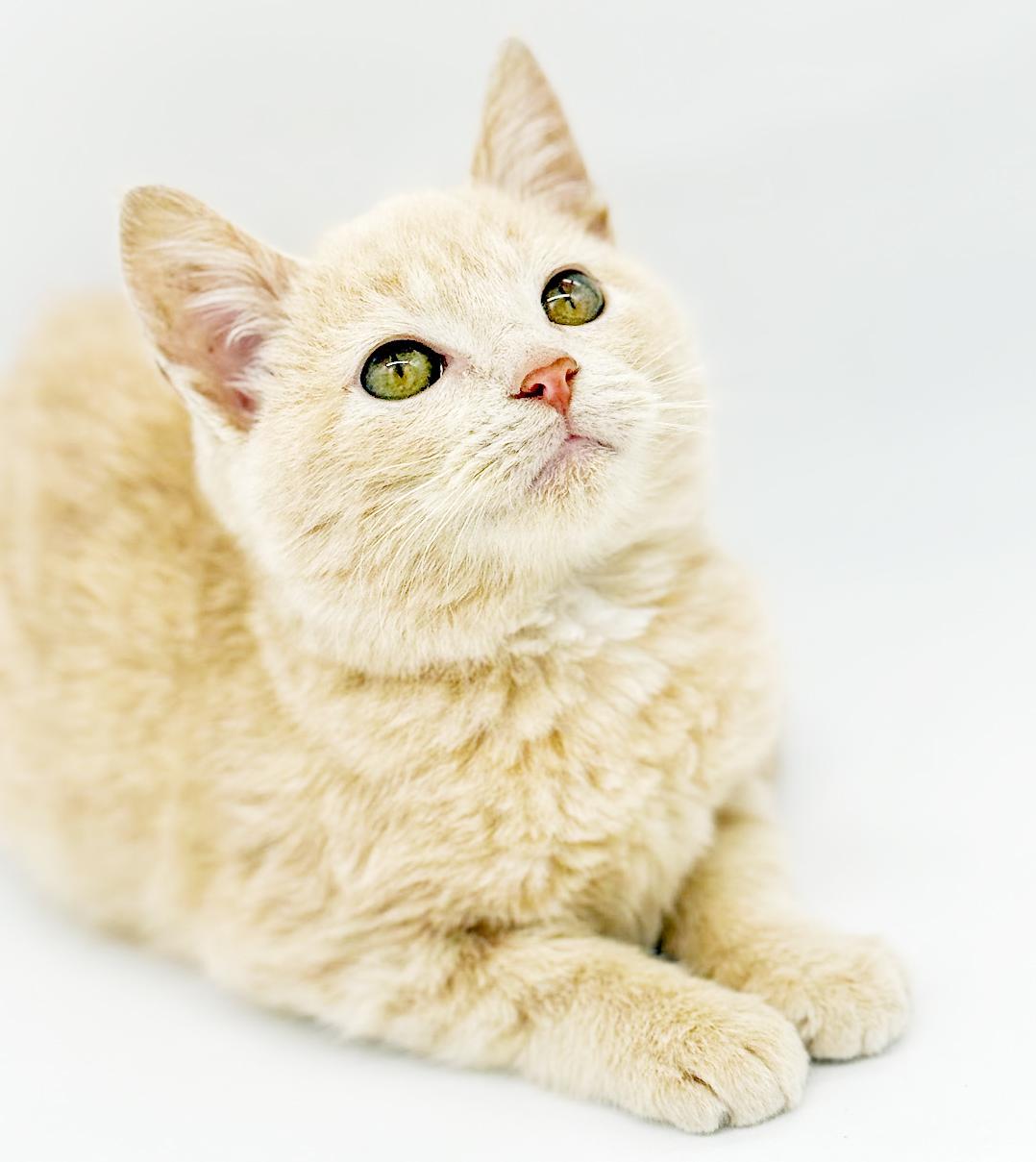 Pipsqueak Is The Most thumbnail 4