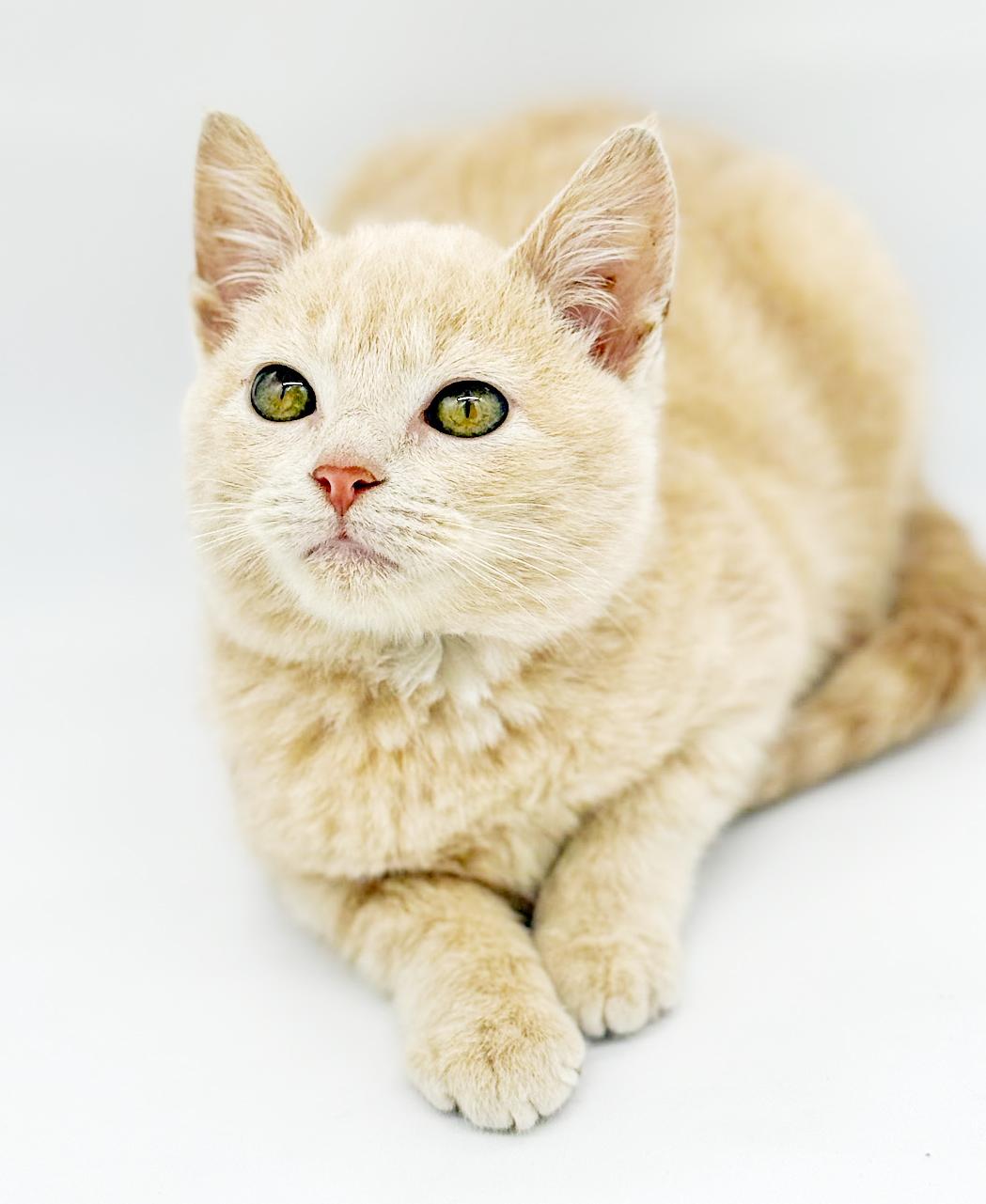 Pipsqueak Is The Most thumbnail 5