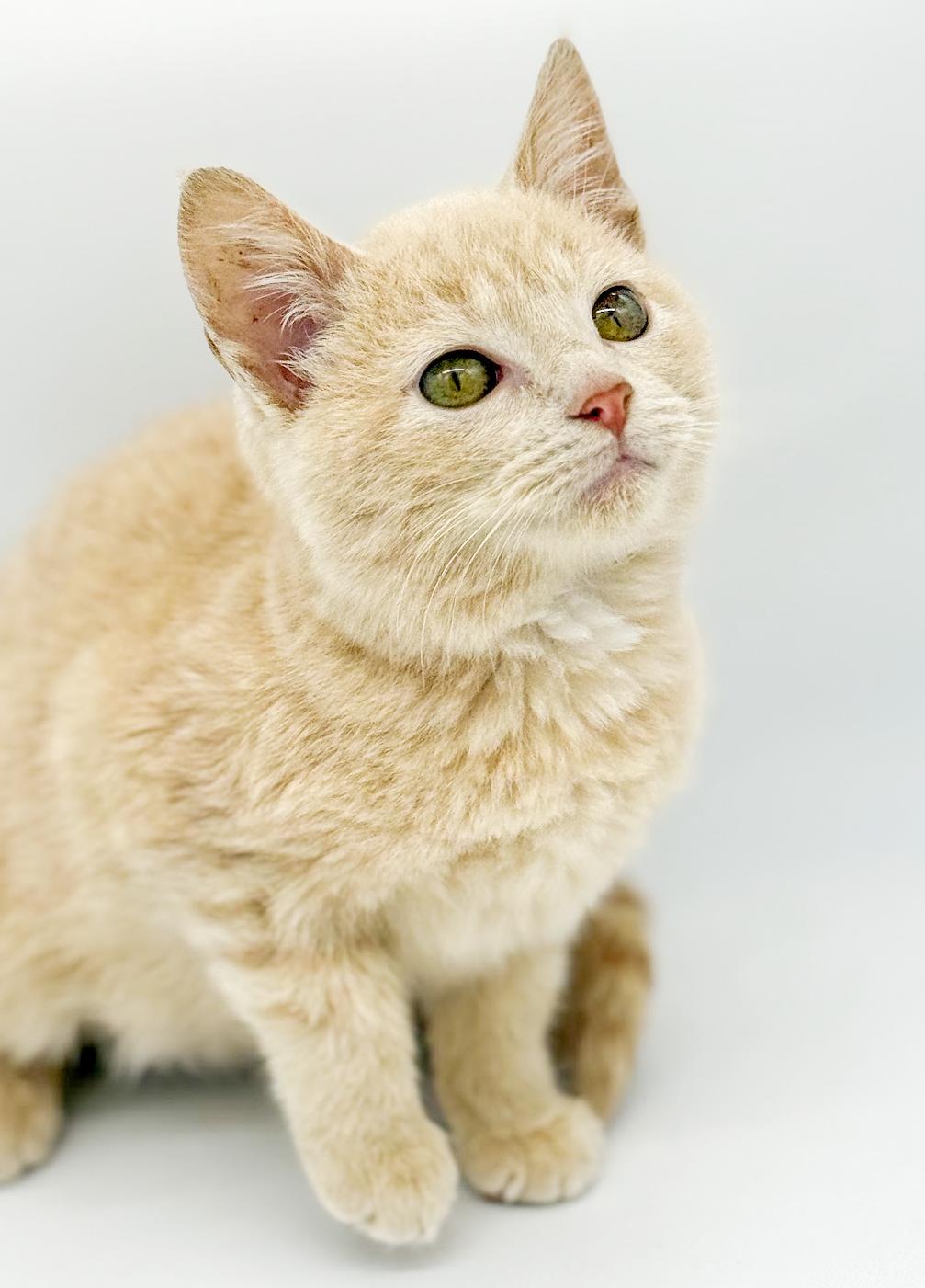 Pipsqueak Is The Most thumbnail 6