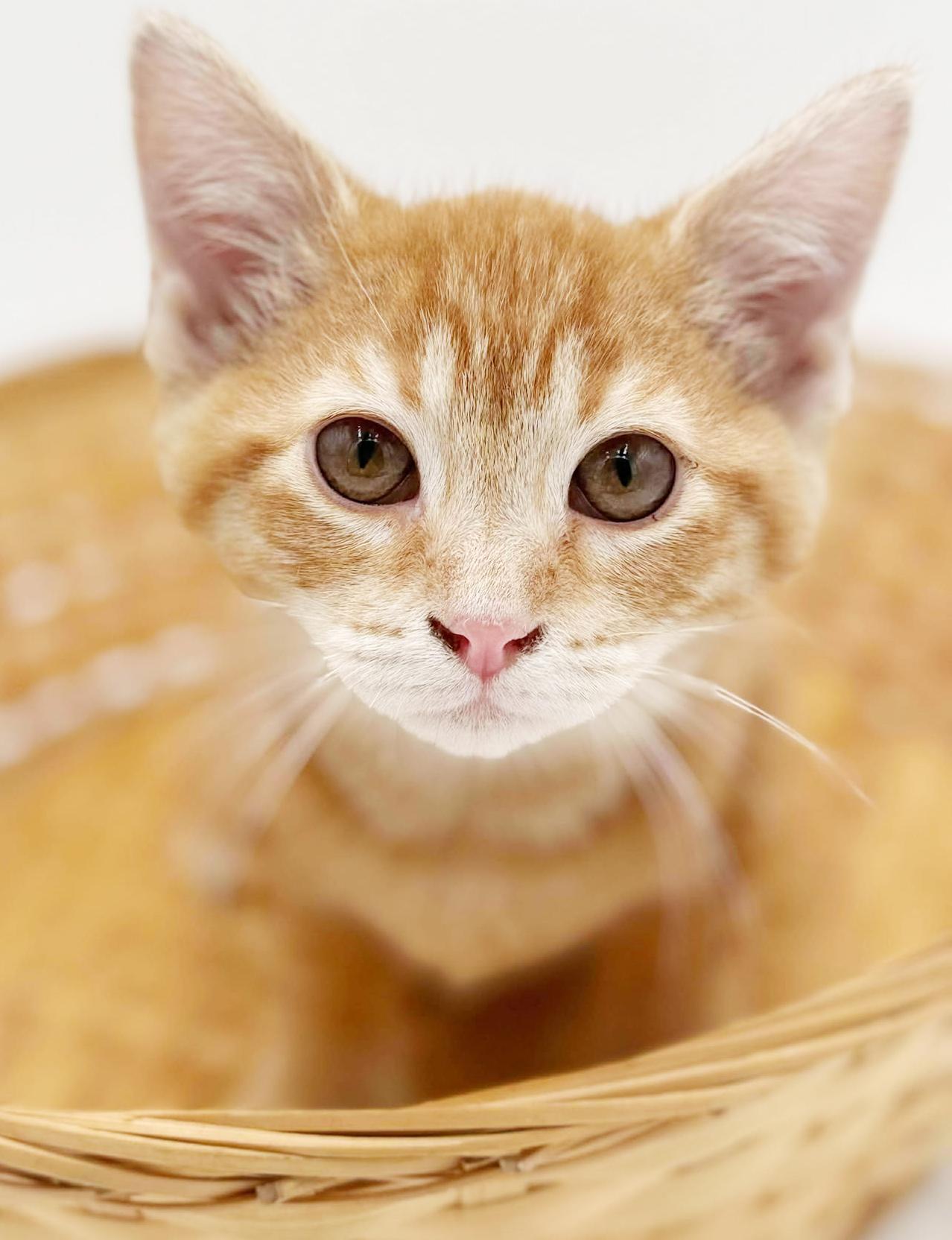 Prince Will Fill Your thumbnail 4