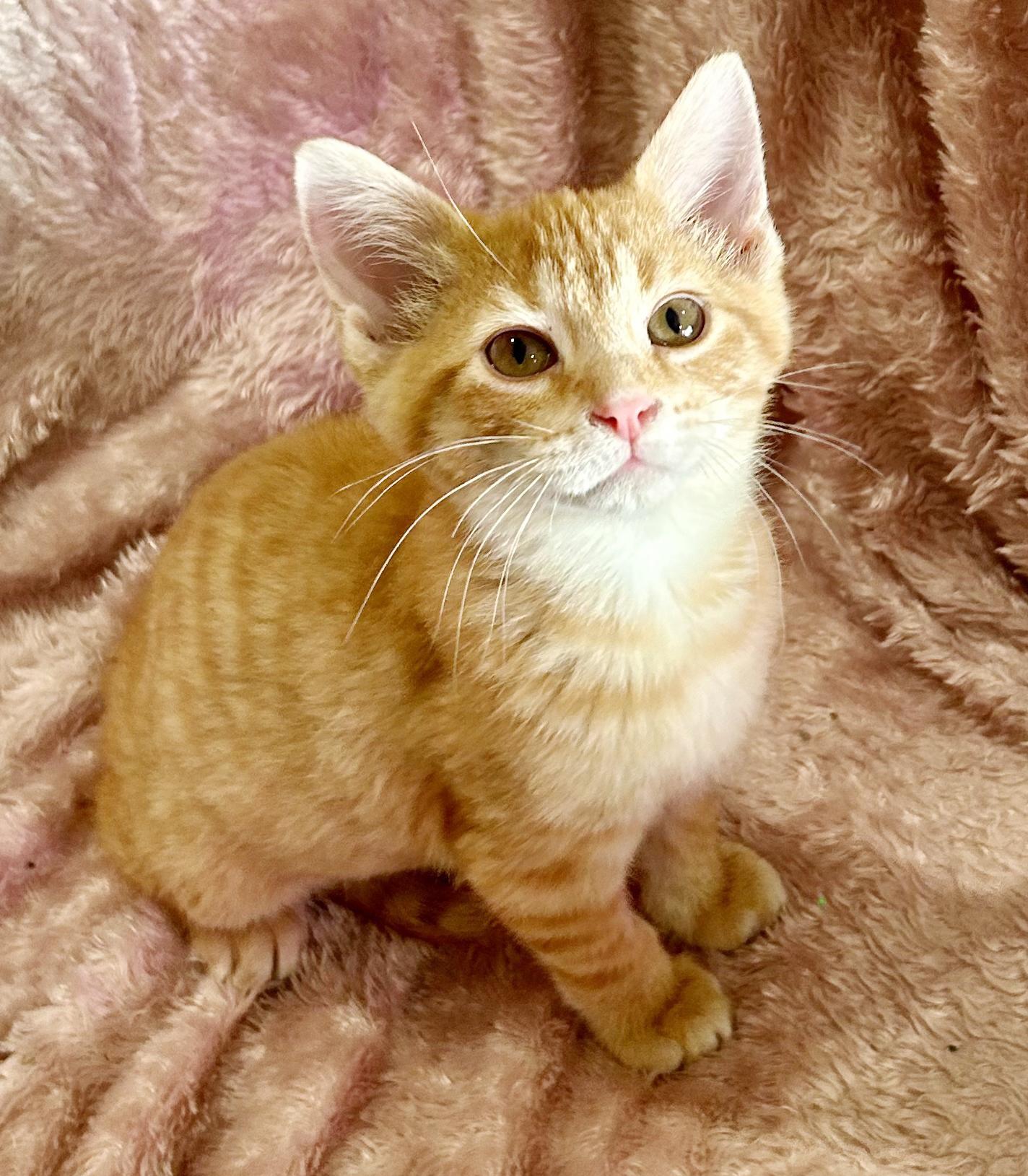 Prince Will Fill Your