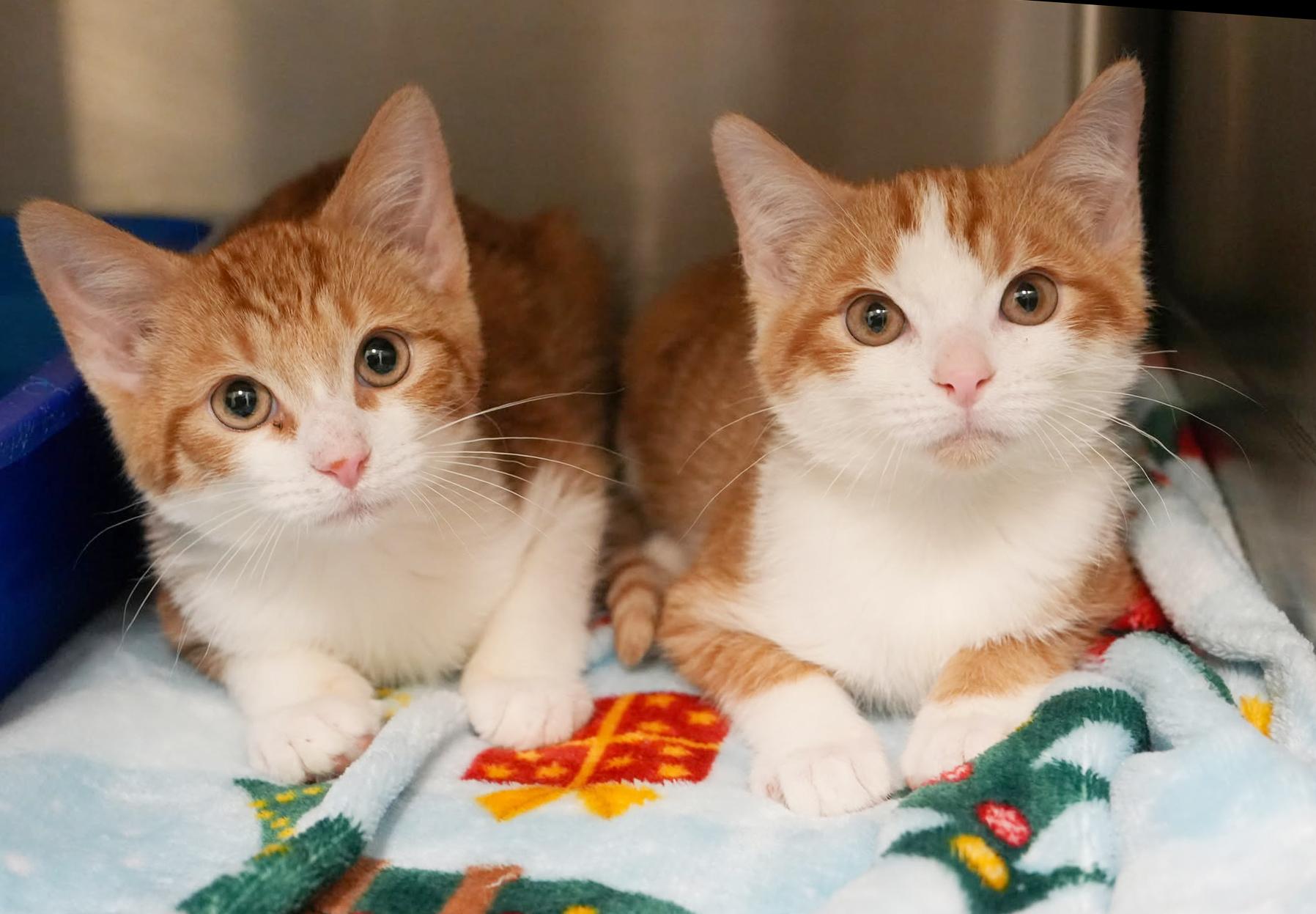 Ron Is Ridiculously Sweet!! thumbnail 3