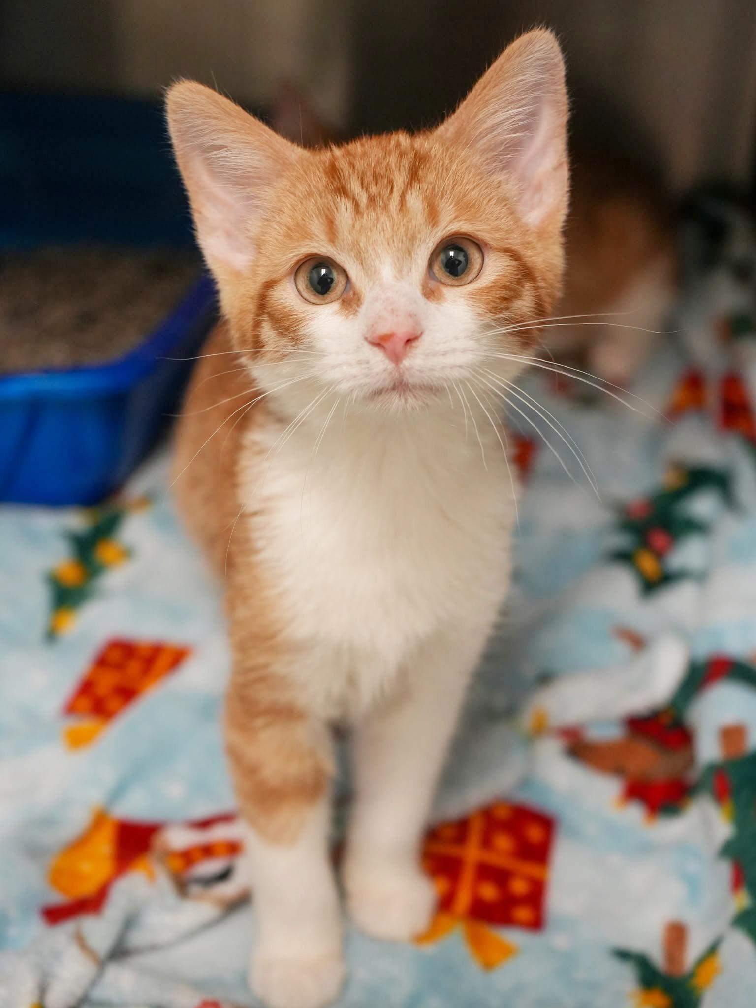 Ron Is Ridiculously Sweet!! thumbnail 4