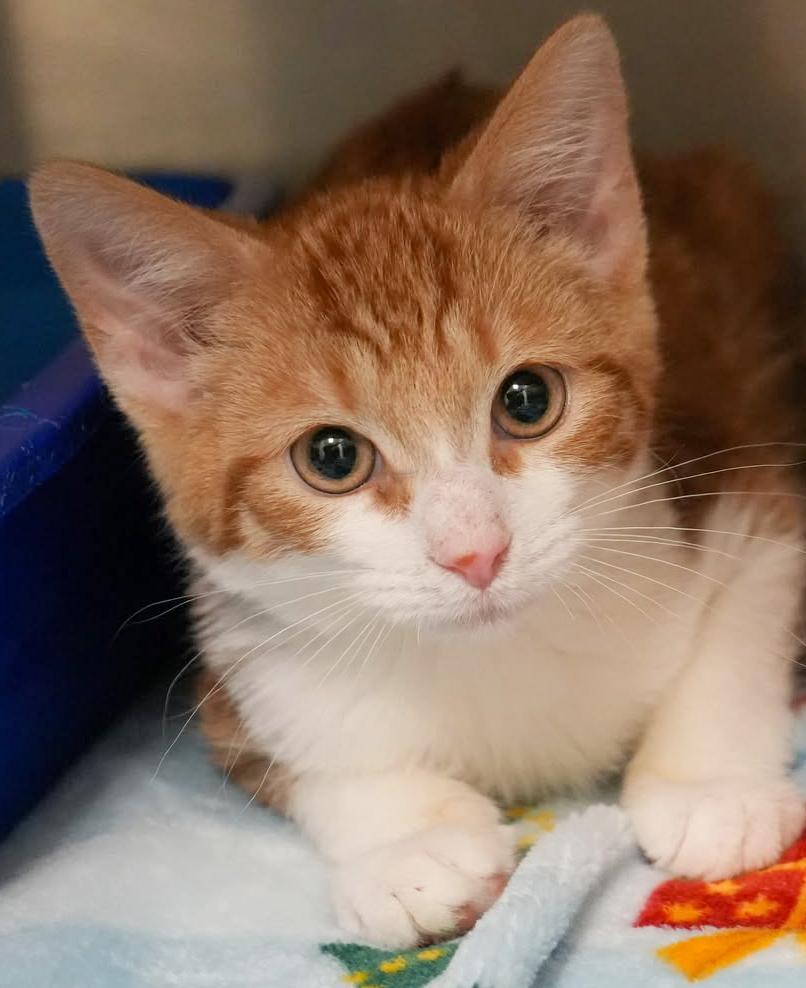 Ron Is Ridiculously Sweet!! thumbnail 6