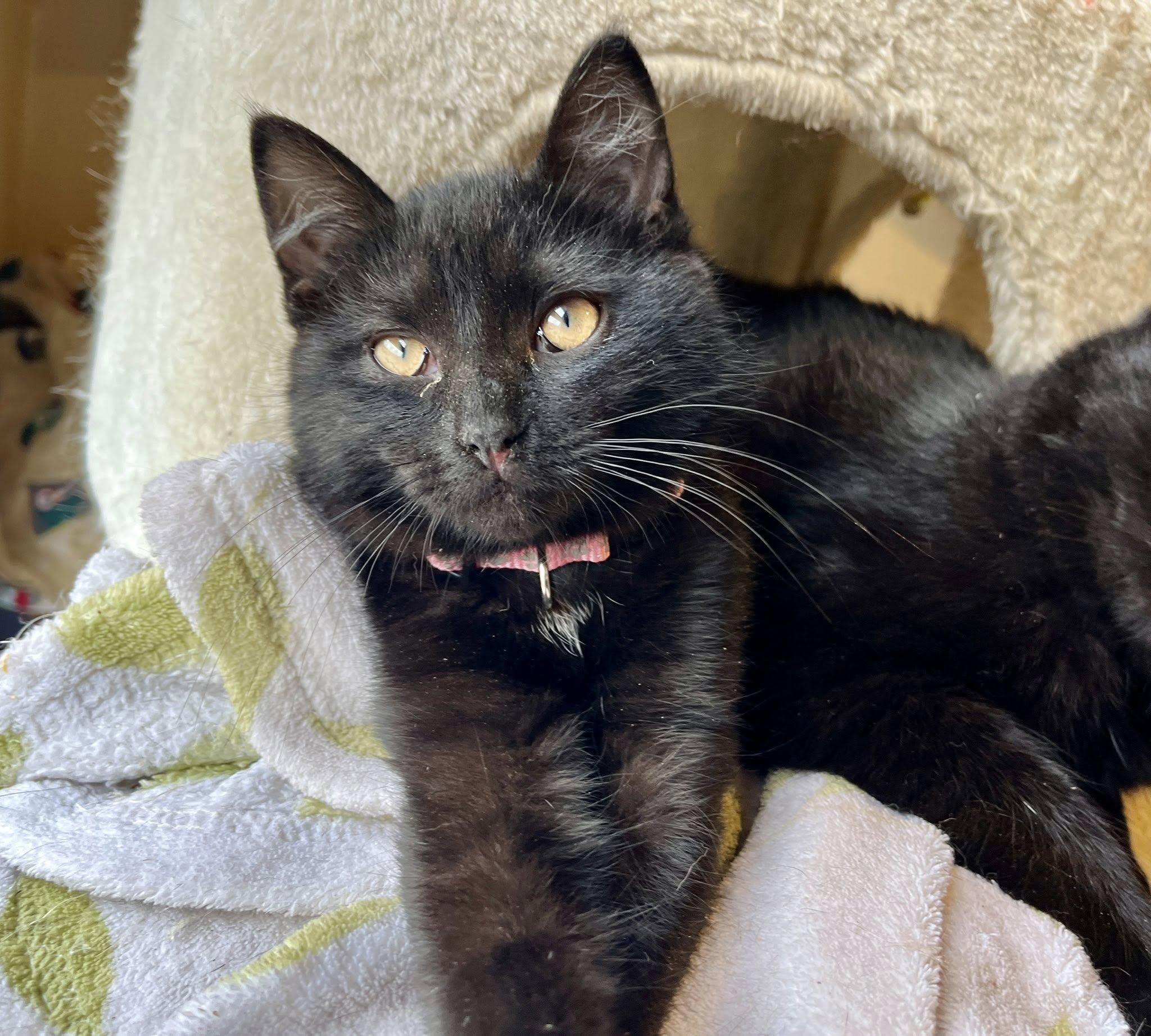 Quesadilla thumbnail 3