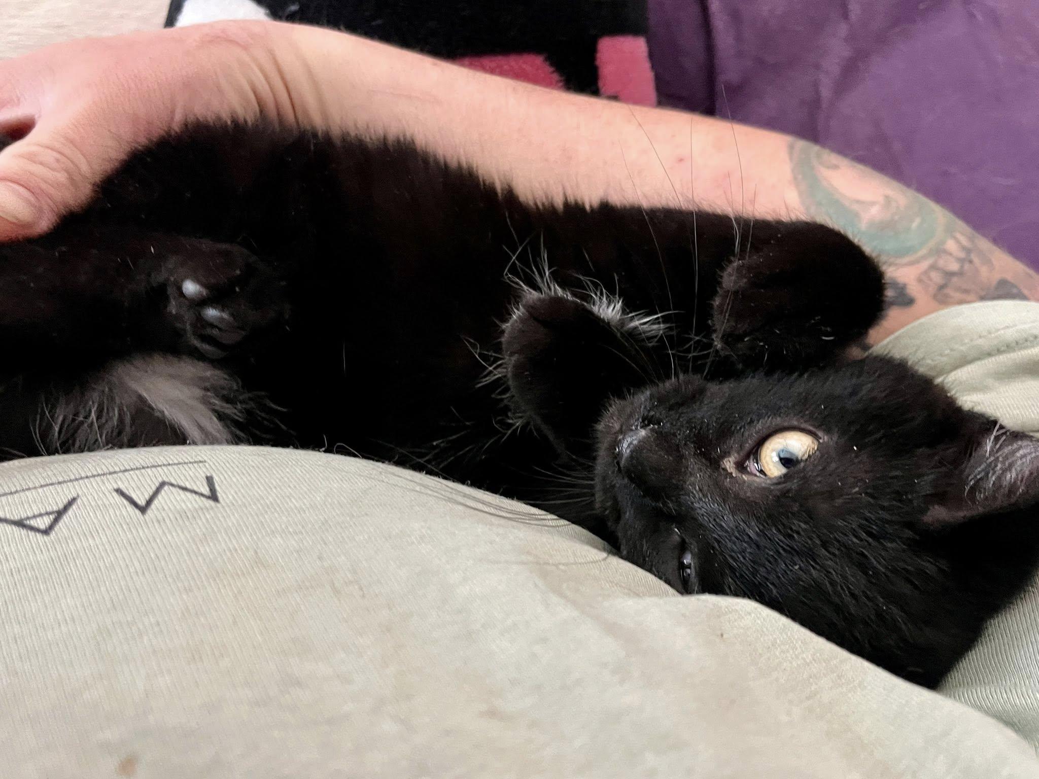 Quesadilla thumbnail 4