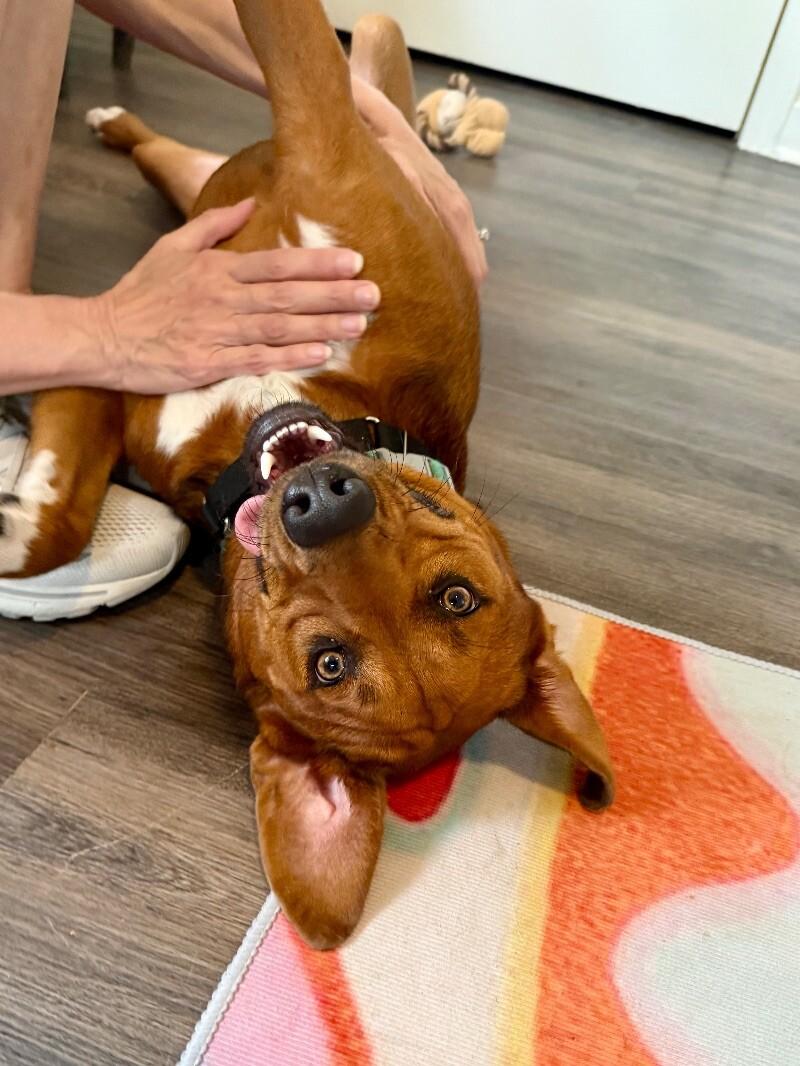 Charlie Brown Belly Rub thumbnail 5