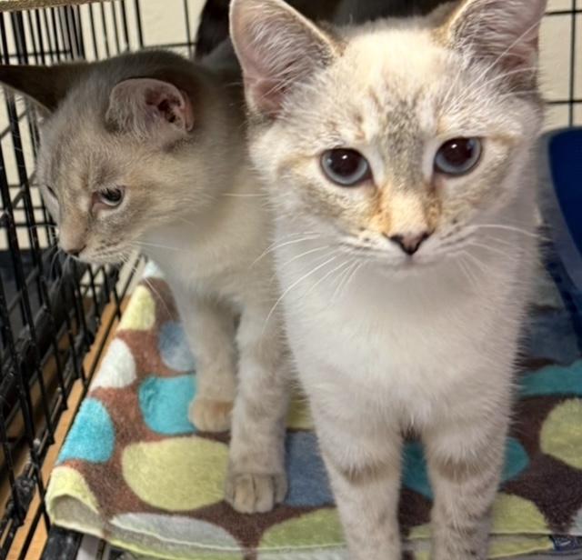 Gigi And Isis thumbnail 2