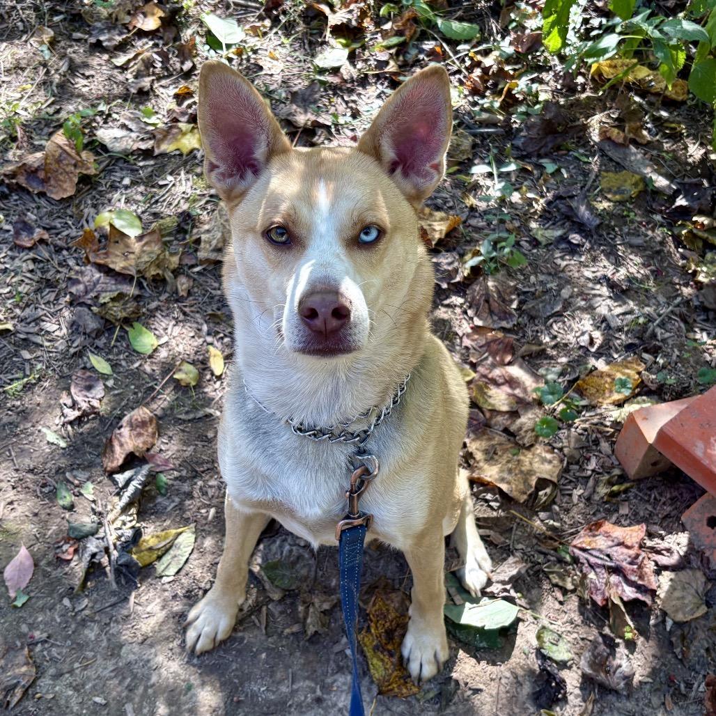 Bolt  Paws Behind thumbnail 3