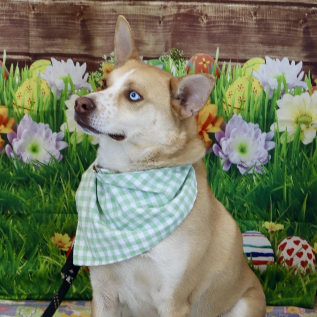 Bolt  Paws Behind thumbnail 4