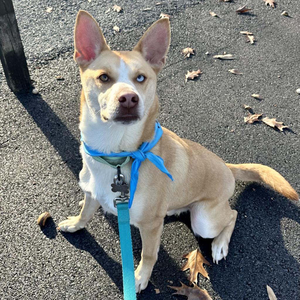 Bolt  Paws Behind thumbnail 6