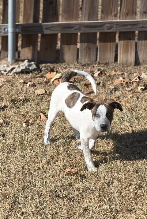 Chestnut thumbnail 2