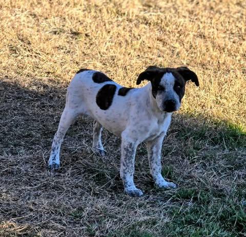 Chestnut thumbnail 3