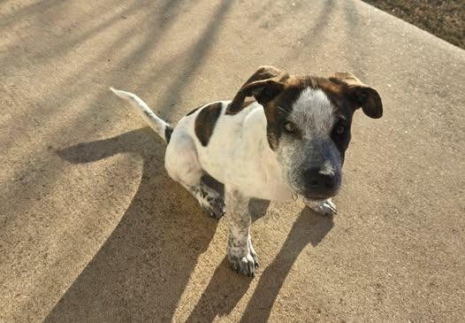 Chestnut thumbnail 4