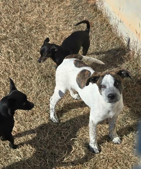 Chestnut thumbnail 5