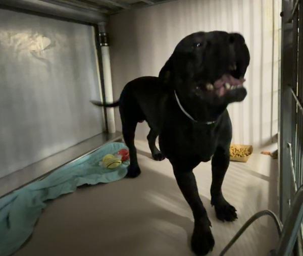 Buddy Beans thumbnail 2