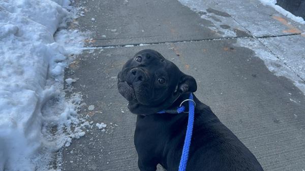 Buddy Beans thumbnail 3