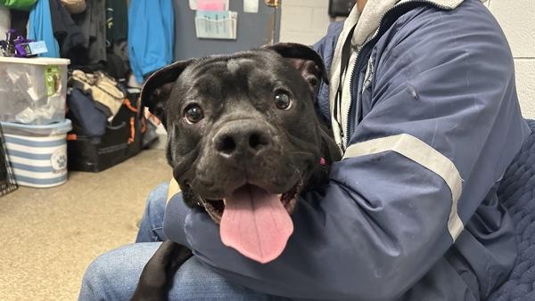 Buddy Beans thumbnail 4