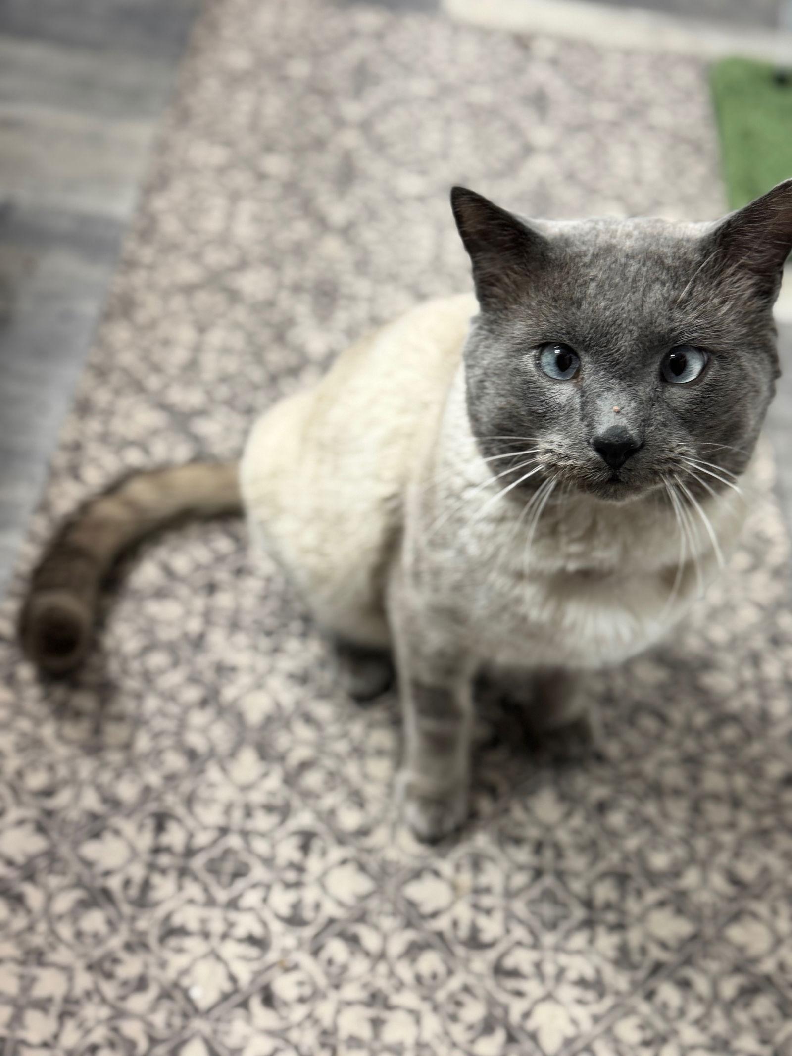 Tom Selleck thumbnail 3