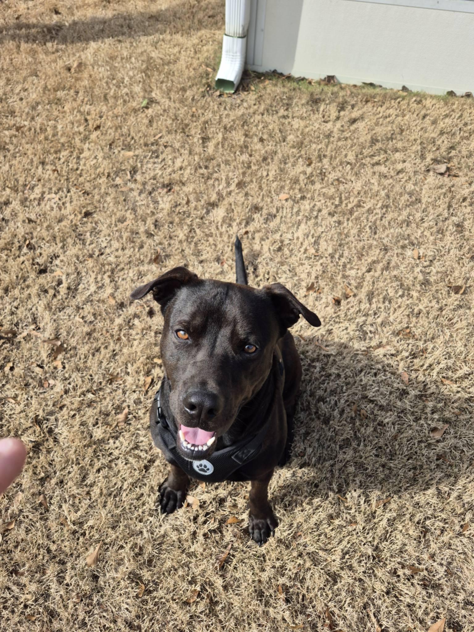 Louie  Purebred Lovehoundlabretriever thumbnail 2