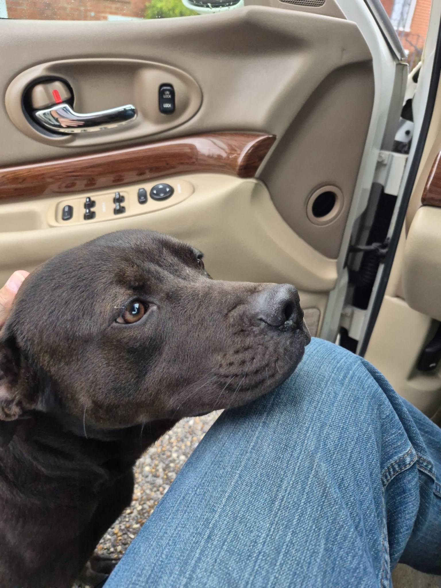 Louie  Purebred Lovehoundlabretriever thumbnail 3