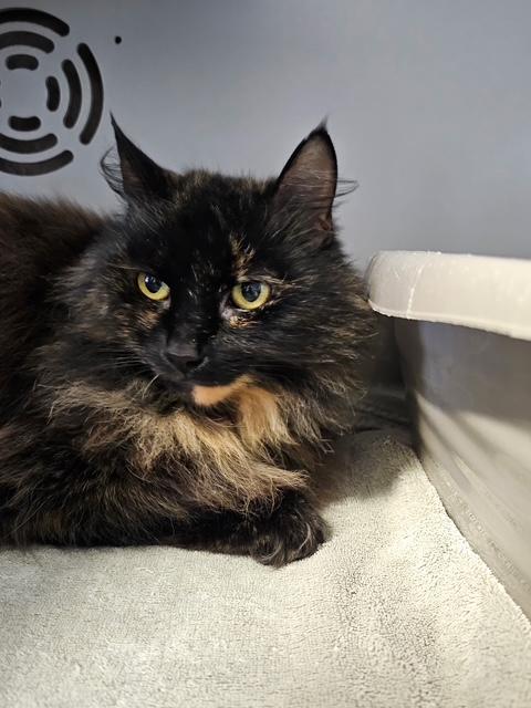 Pritty Girl thumbnail 3