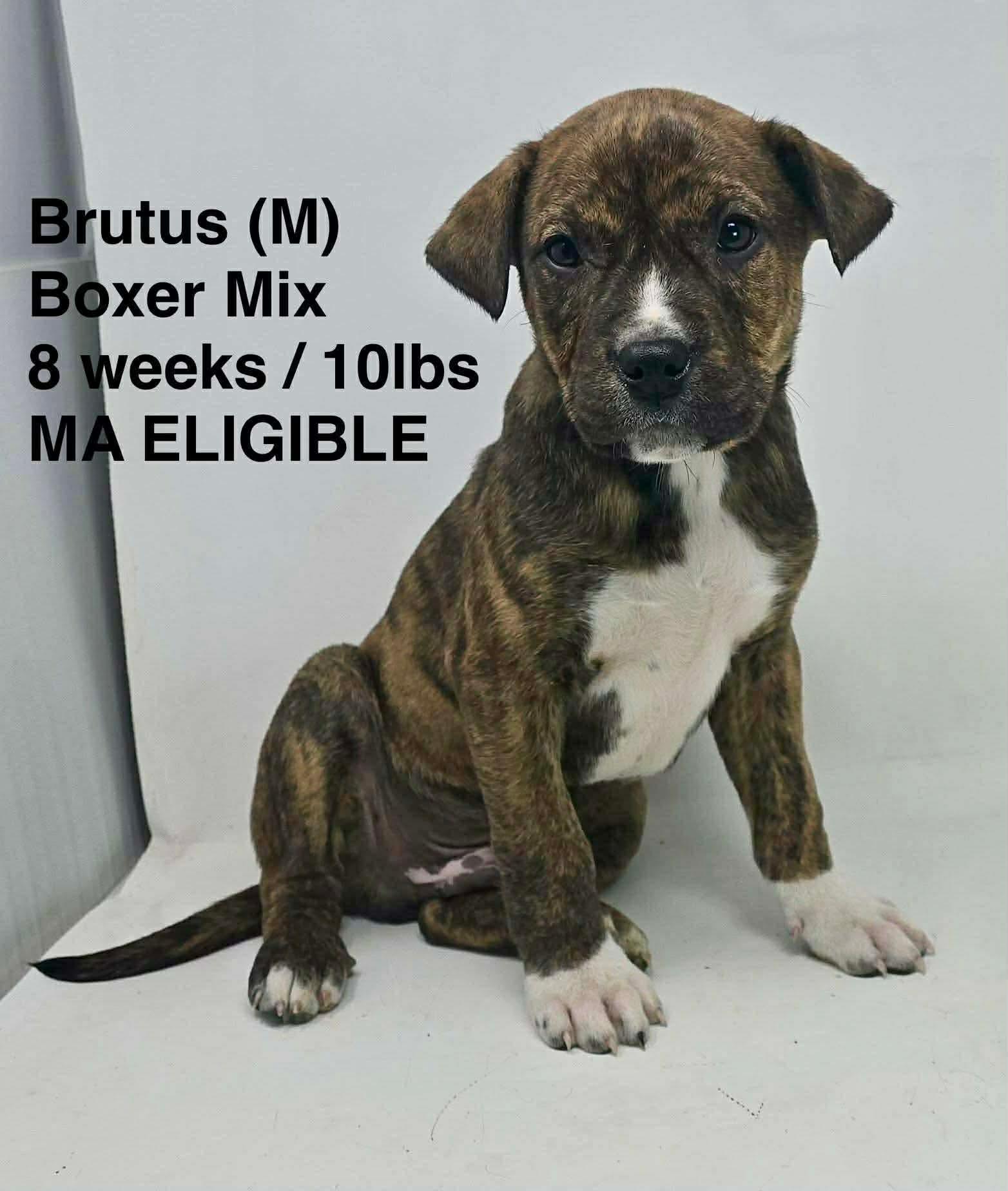 Brutus