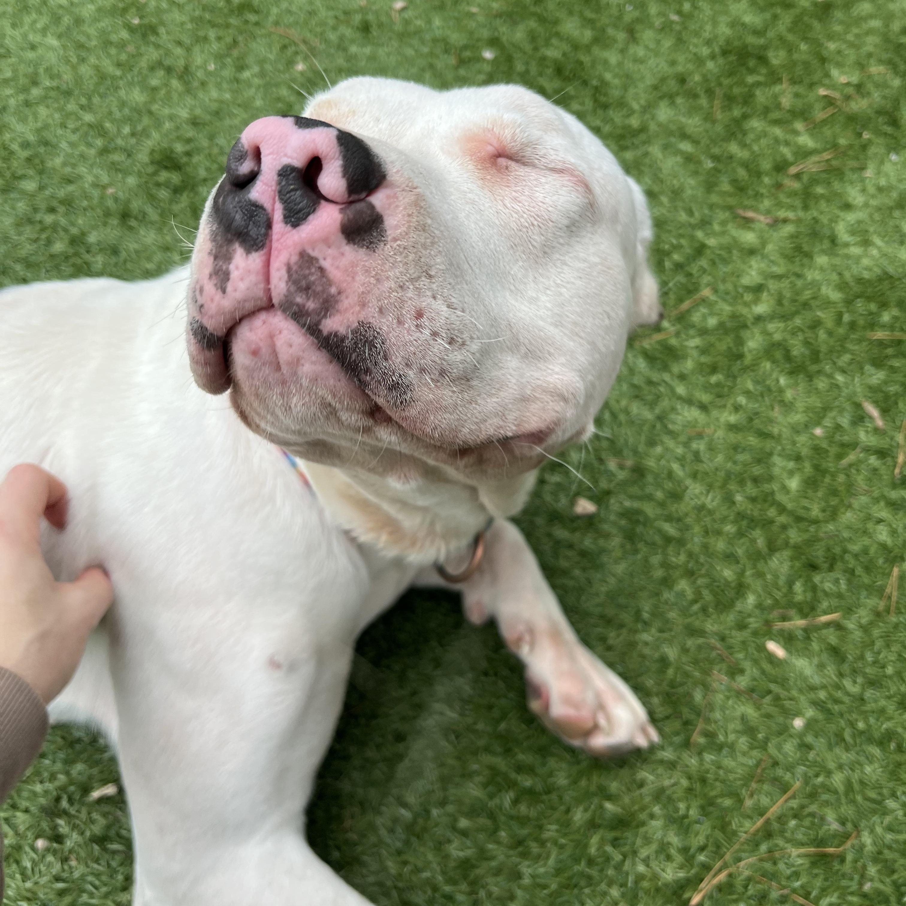 Cheesy Potato thumbnail 2