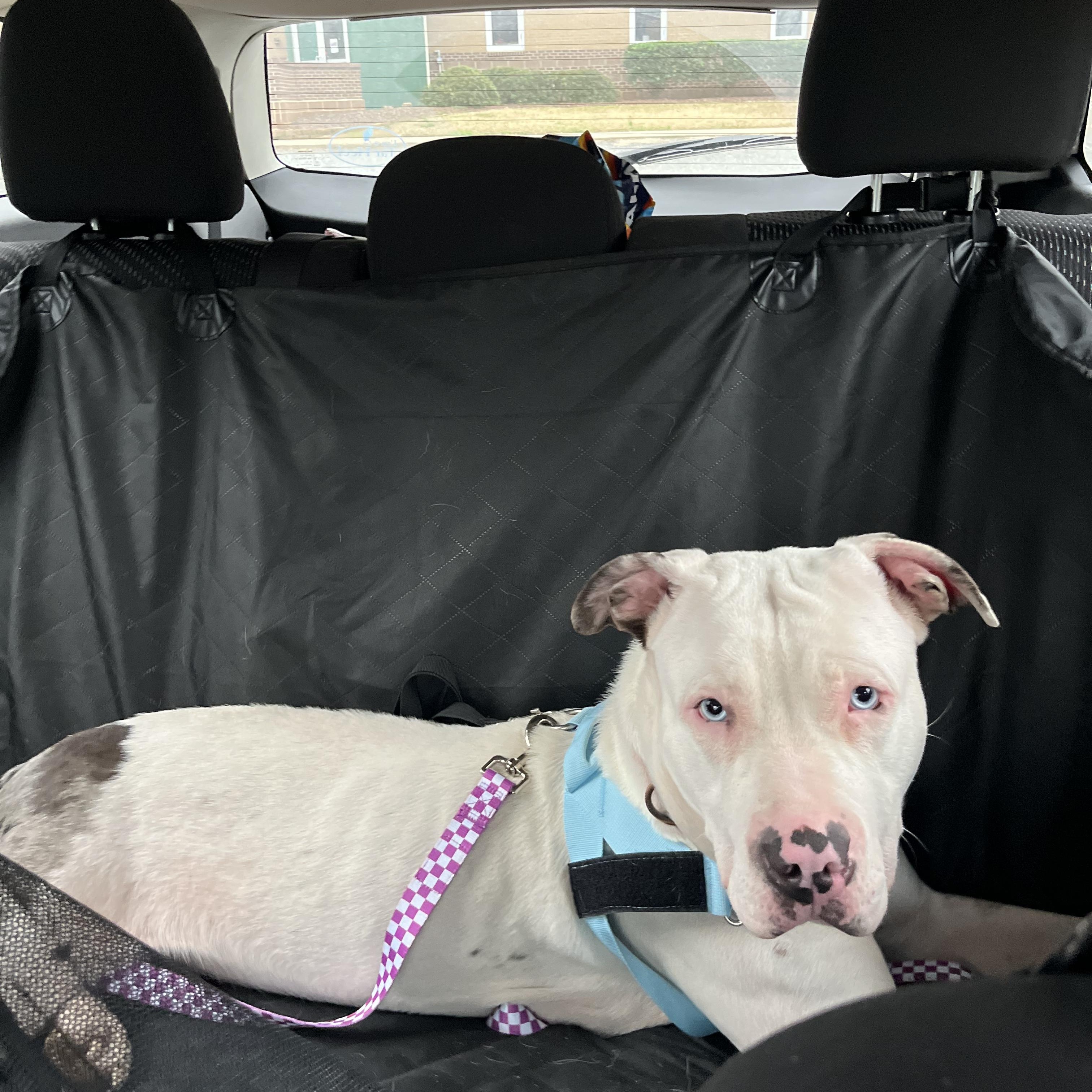 Cheesy Potato thumbnail 3