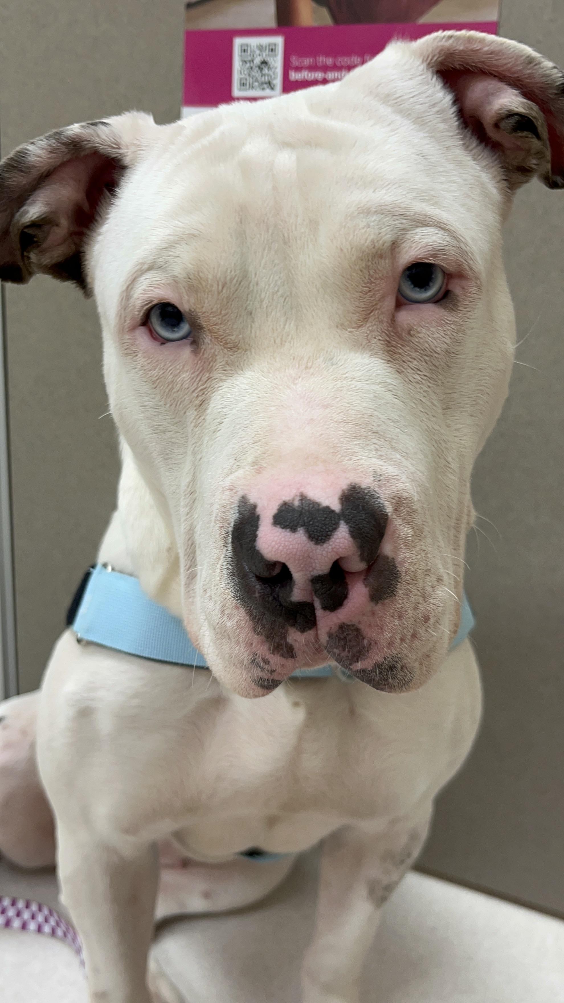 Cheesy Potato thumbnail 4