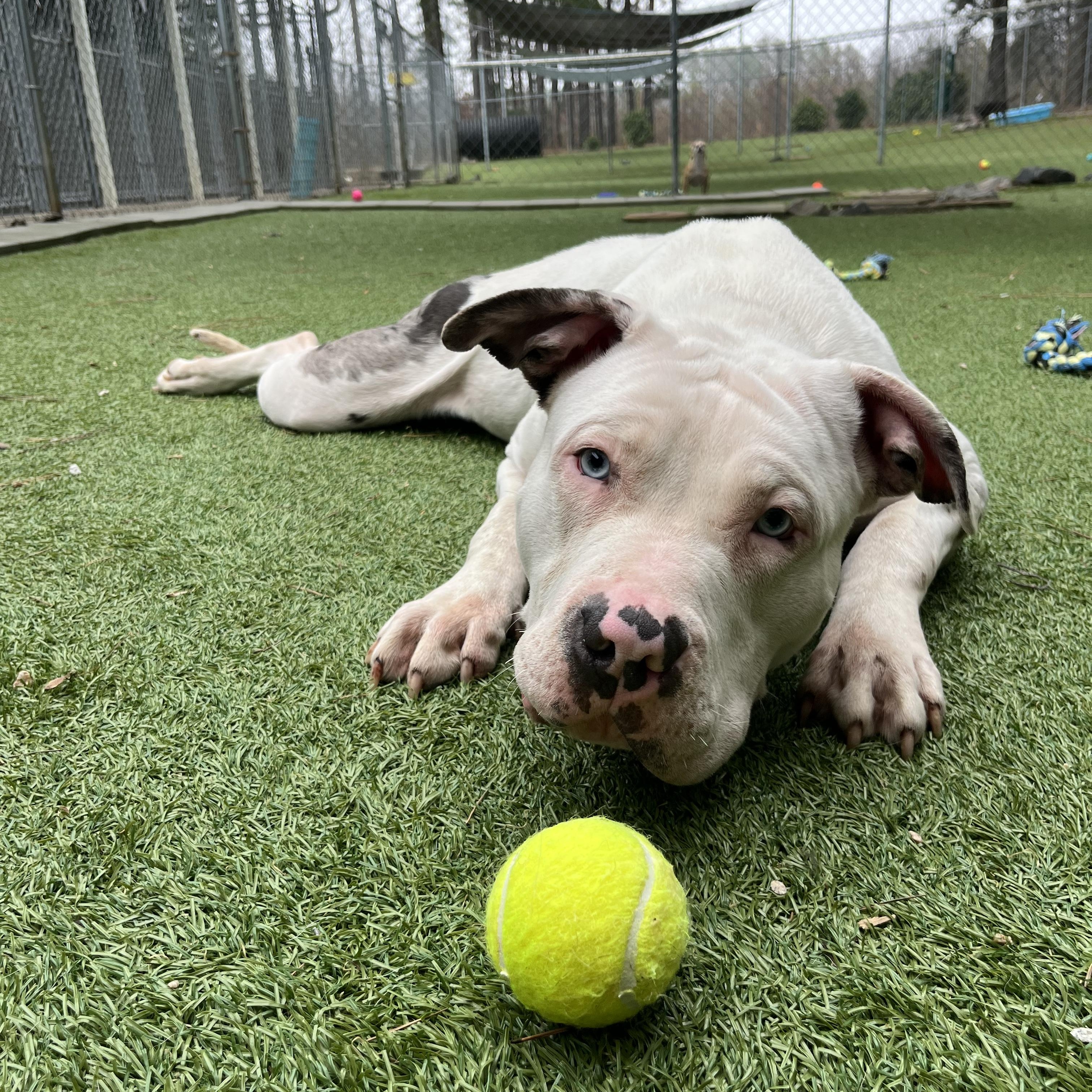 Cheesy Potato thumbnail 5