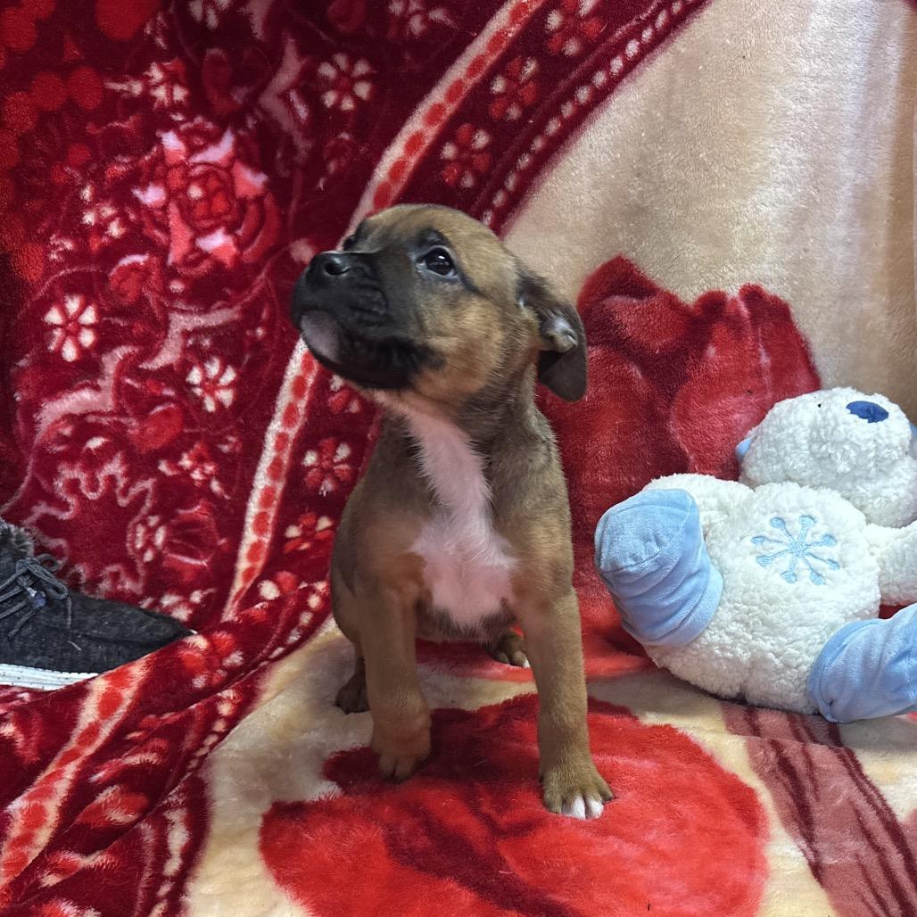 Halloumi thumbnail 3