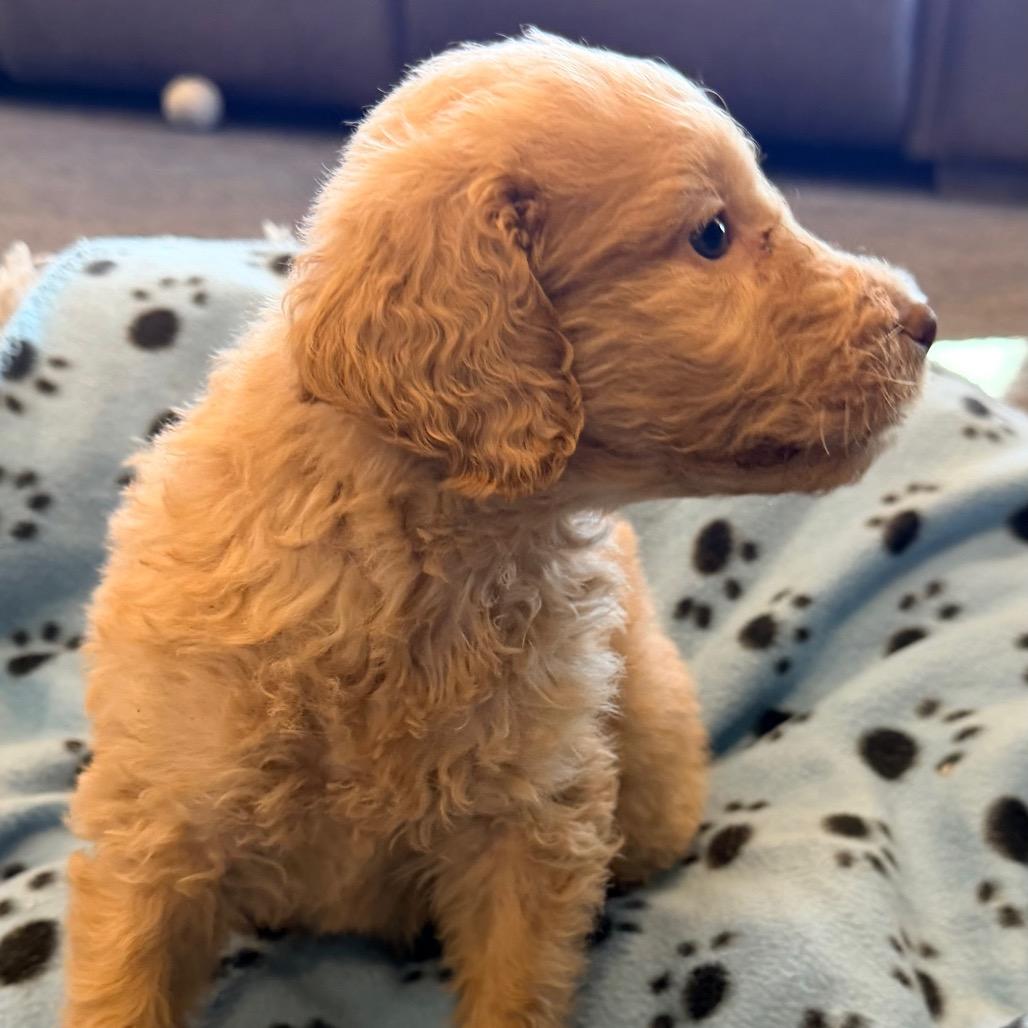 Mistletoe thumbnail 2