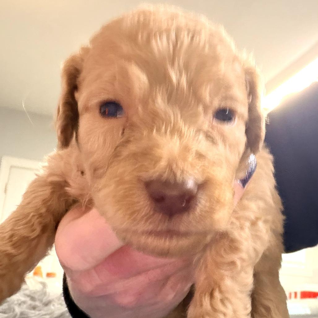 Mistletoe thumbnail 3