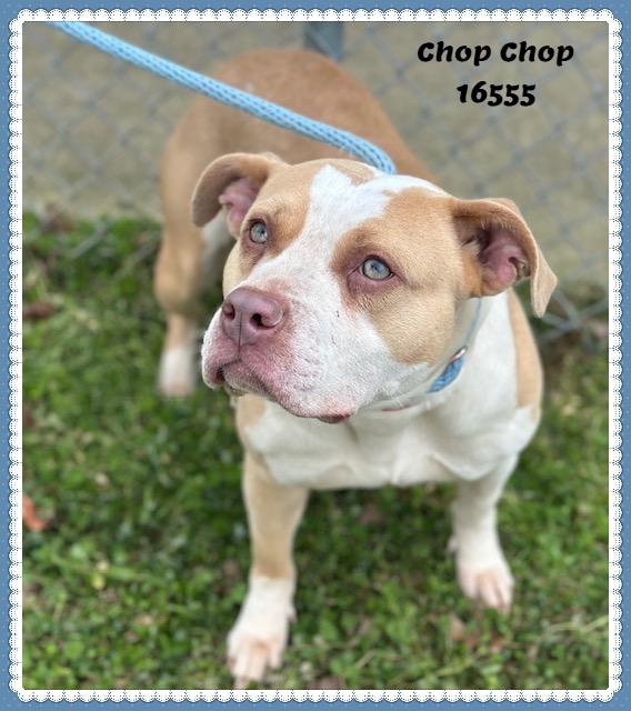 Chop Chop thumbnail 2