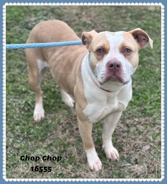 Chop Chop thumbnail 3