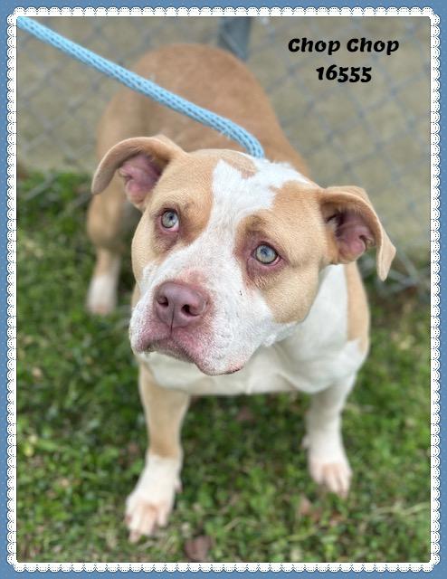 Chop Chop thumbnail 4