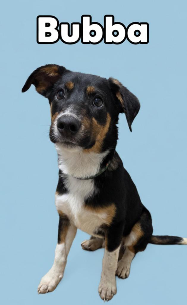 Bubba