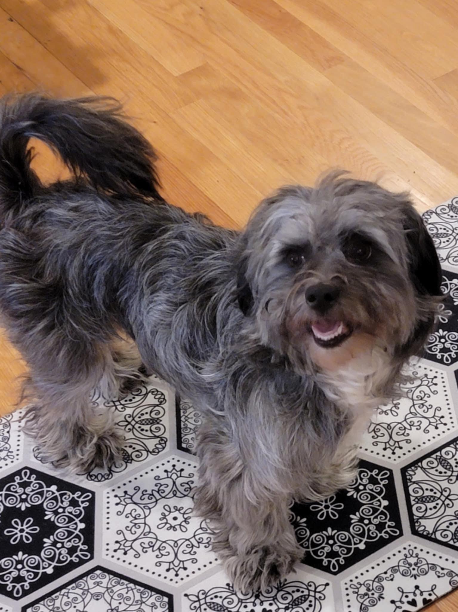 Peluchin thumbnail 2