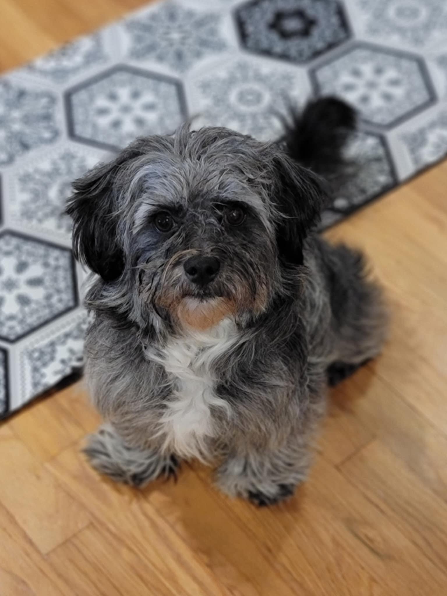 Peluchin thumbnail 3