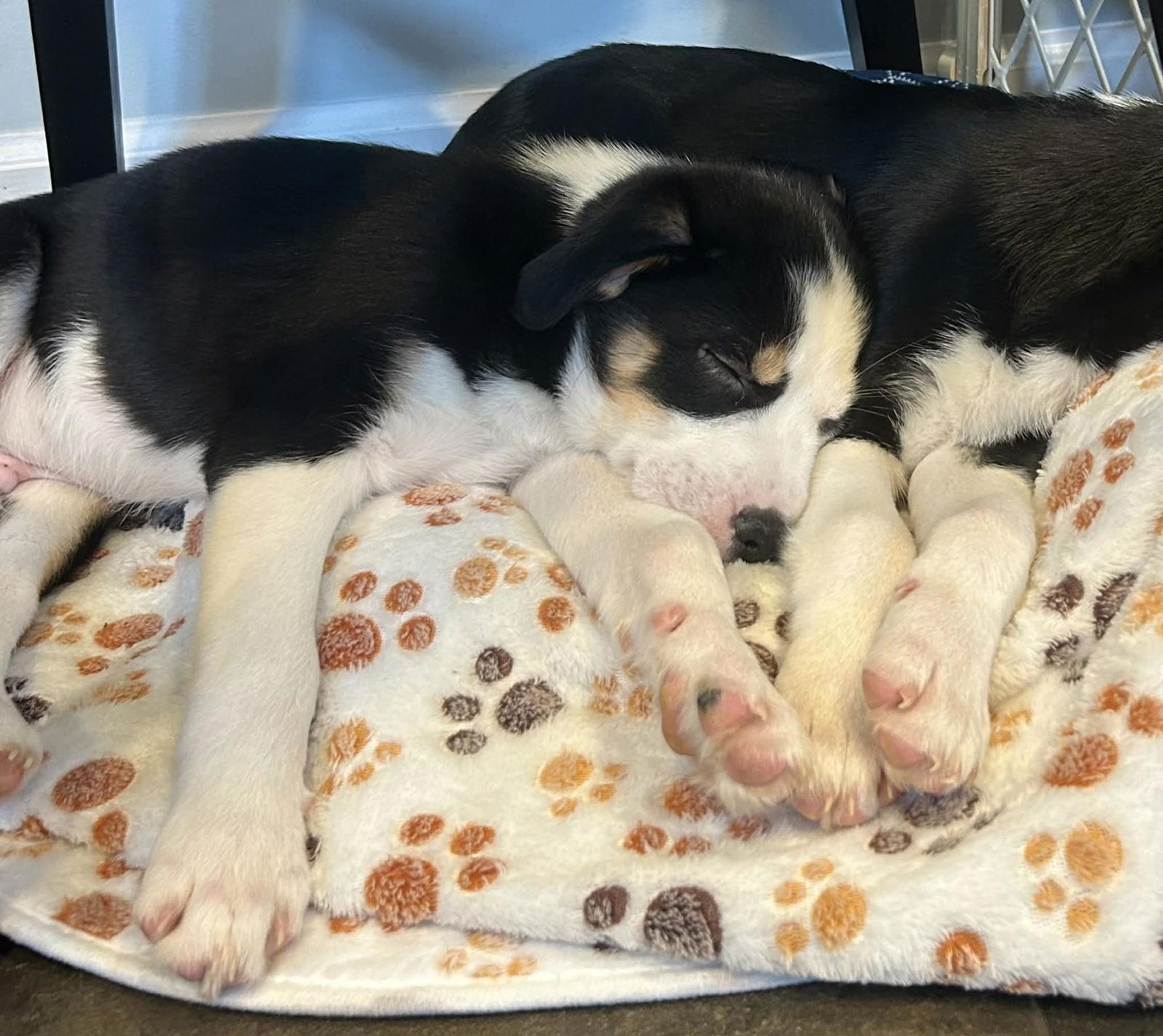 Sylvester thumbnail 2