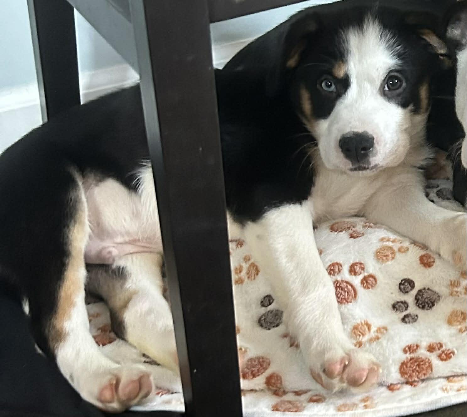 Sylvester thumbnail 3