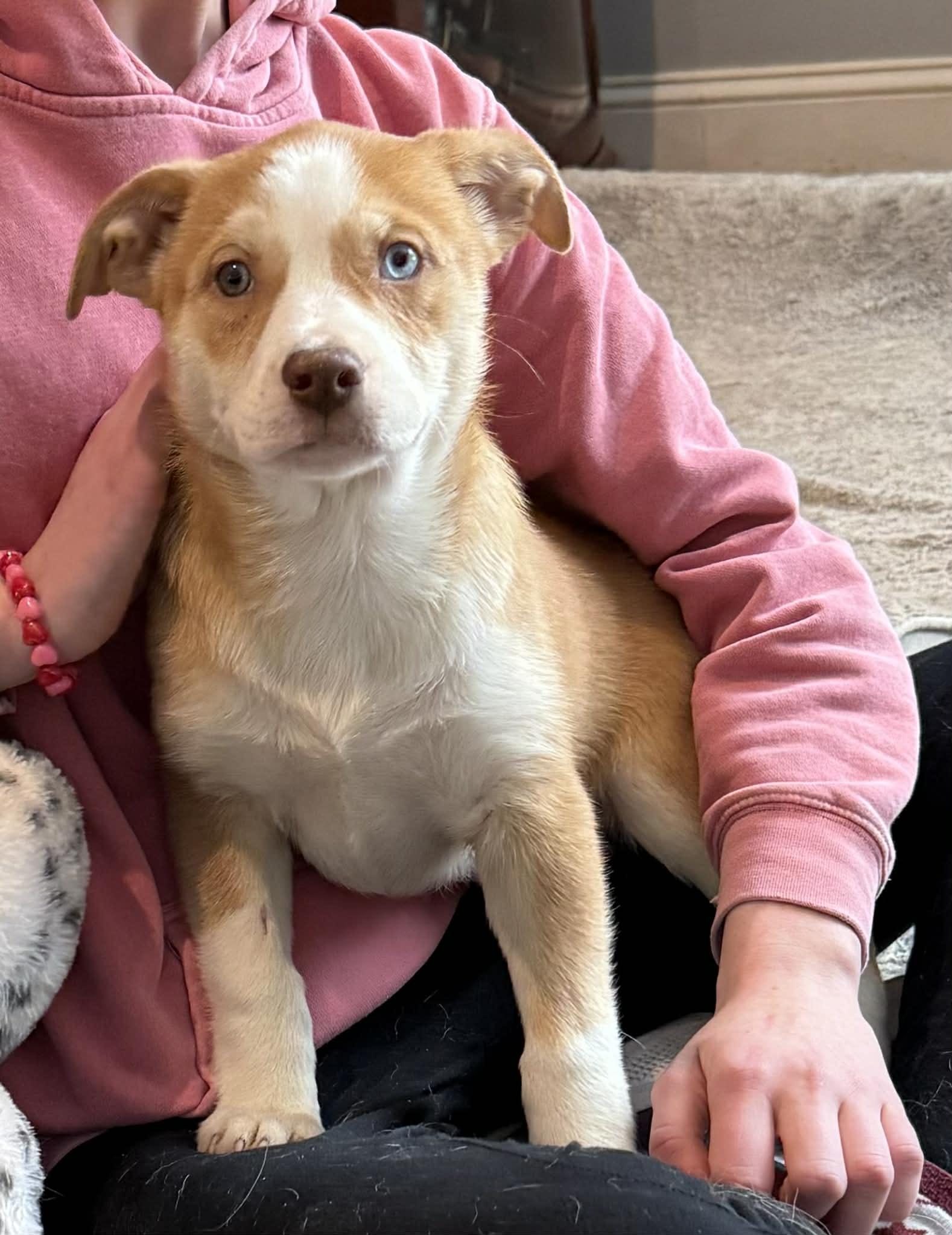 Scarlett thumbnail 2