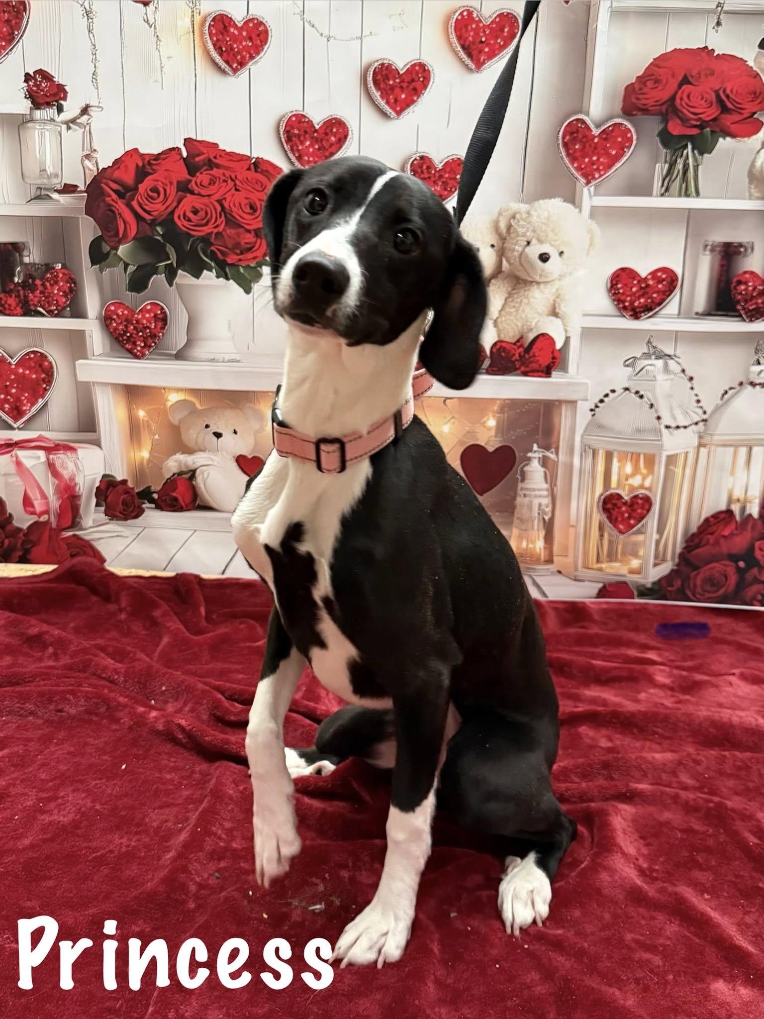 Princess thumbnail 5